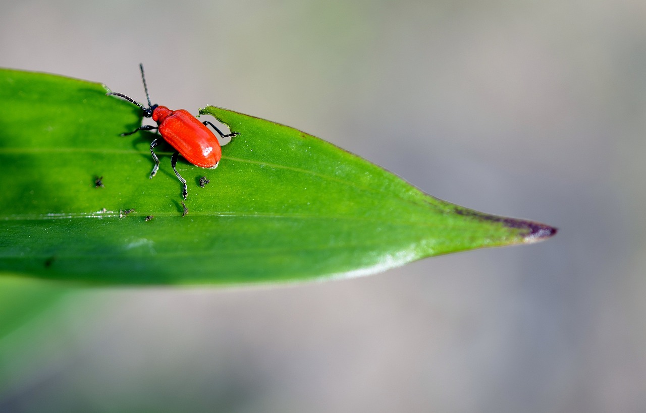 bugs-in-flour-safe-to-eat-safe-to-eat-food